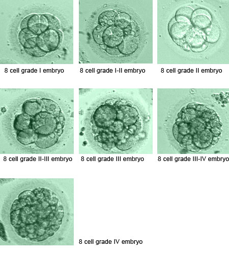 8-cell embryos